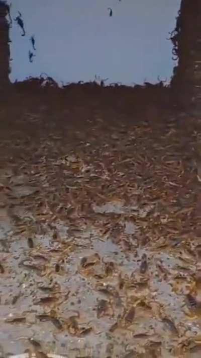 Man finds thousands of scorpions in an abandoned house