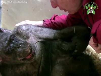 The 59 year old Chimp meets her old friend