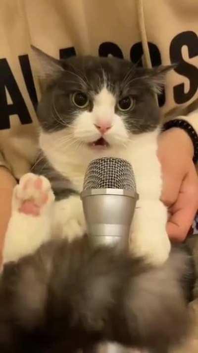 Cat sound on mike