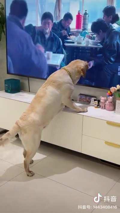 Good boy trying to steal food from TV
