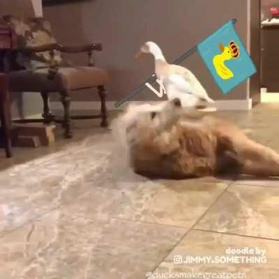 ViCIOUs DUcKS coNquEr INNocENT dOG