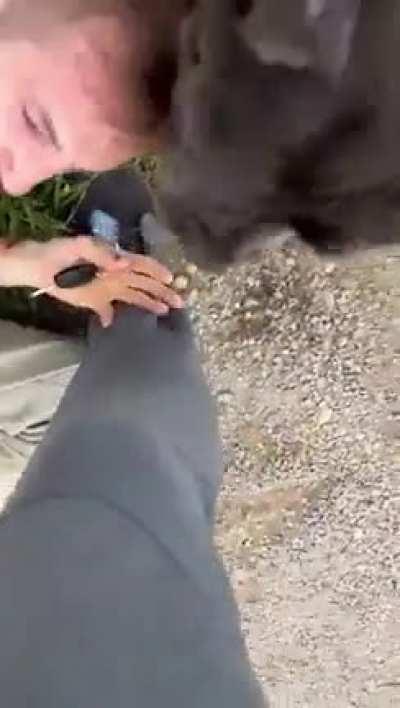 Guy shows up to meet 13 year old. Meets two mastiffs instead