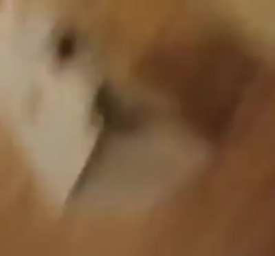 just a totally normal Christmas....