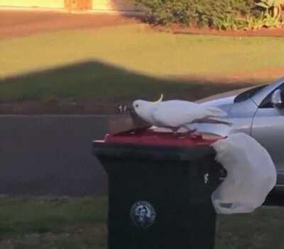 They’re evolving! I repeat... they’re evolving!!!