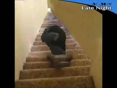 Ay yo the pizza's here