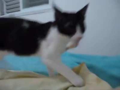 What's up with this dog?