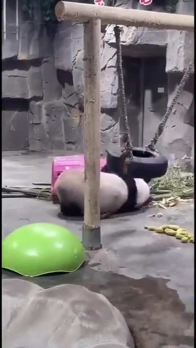 Suicidal Panda Wunks :( Don’t Jump!