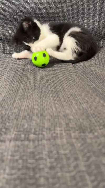 I call her a silly goober so much that she answers to it now.