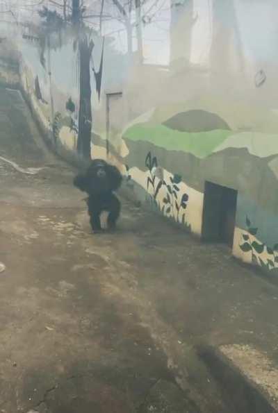 Ape's hands in the back looking at the mural.