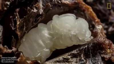 How larvae grows into a bee