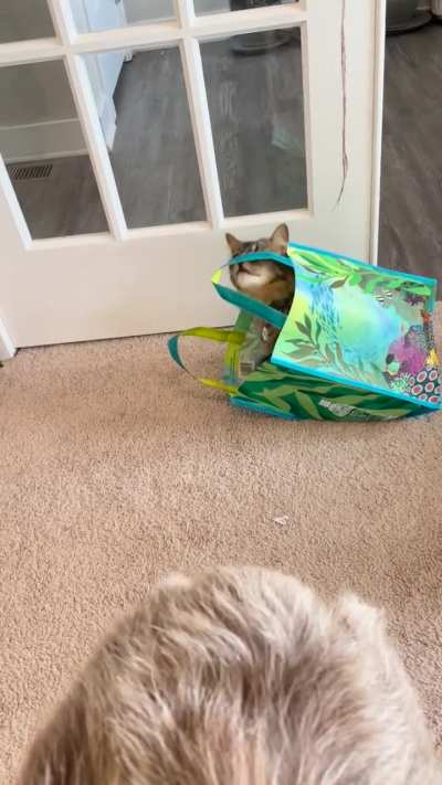 What is better: Cat in a 📦? Or cat in a👜?