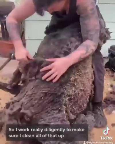 Chunky Sheep getting shaved…