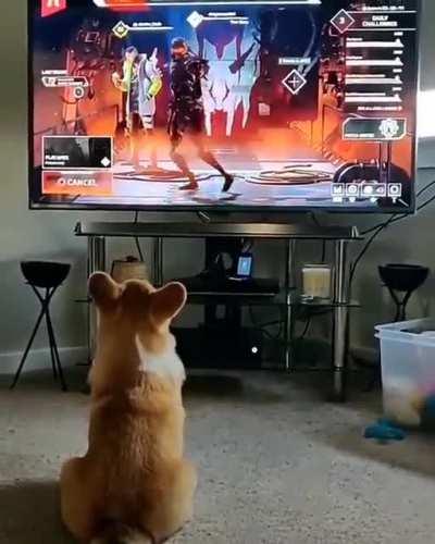 Dog gets scared of Apex [Found on twitter]