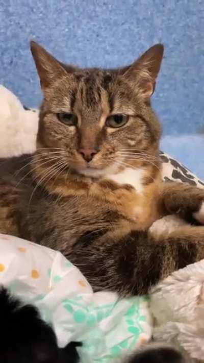 Resident vet nurse Tabitha the cat looking after the new arrivals Calvin Swine, Romulus, and Remus