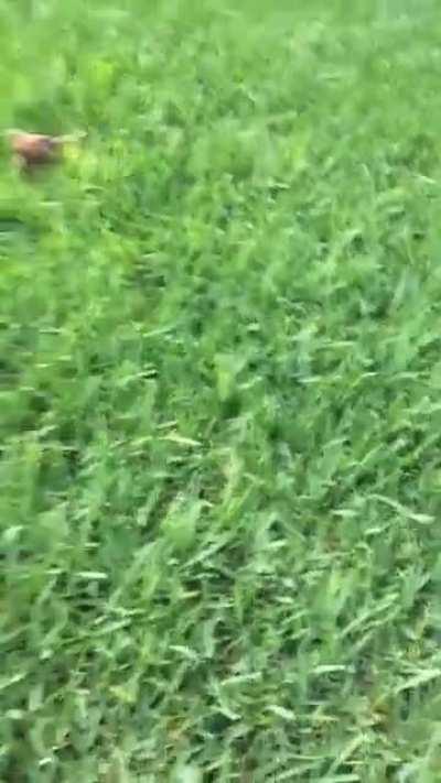 The grass was too tall for my little pupper