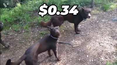 Don’t worry everyone! Doge is just waiting for the signal! 🐕🚀