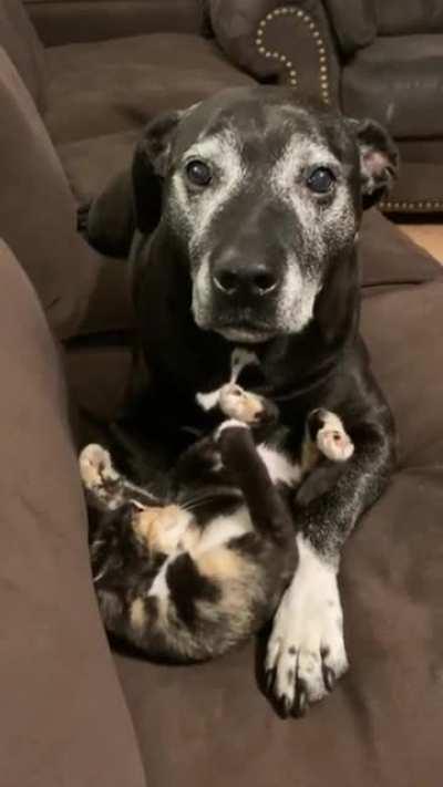 This old boy thinks his owners adopted the new kitten just for him.