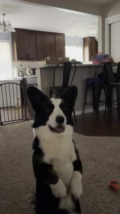 Knight and his pretty little head tilts