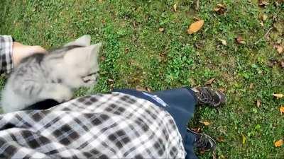 Man goes for 21K hike, discovers Lost Kitten, and Adopts it. Changes channel from a Hiking Channel to a Cat Channel.