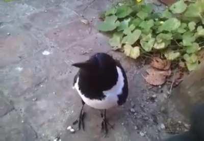 Last time i posted a video of a magpie thinking he is a rooster(link in comments) here is one thinking he is a dog