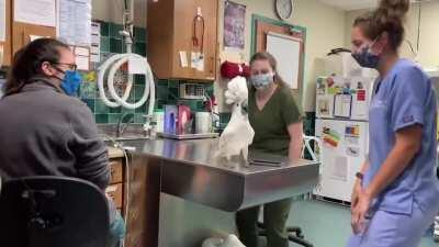 He is Dydney, a male umbrella cockatoo socializing with Vet Hospital Staff
