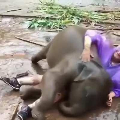 Smol elephant wants a cuddle.