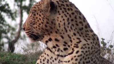 🔥 During oestrus, leopards mate on average every 15 minutes for up to 5 days