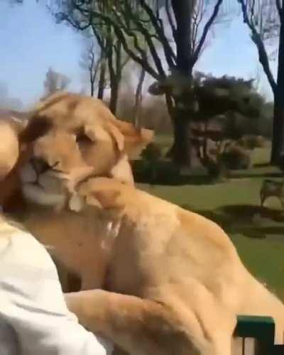 Loins meet their caretaker who saved them from a circus as cubs