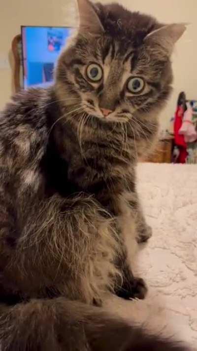 tiGer AbSOluteLy stunNED by tHe AUdACItY of a HaIRLeSS mOnKey'S MoLESTAtION atTeMpT