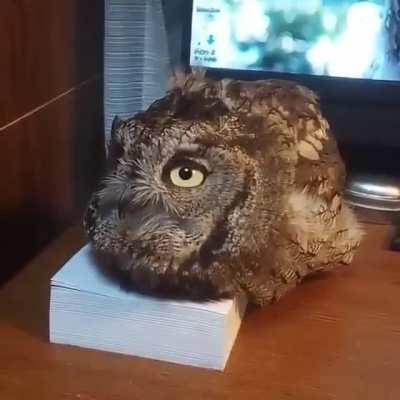 Did I tell you to stop?