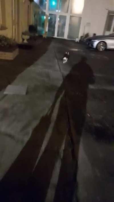 My boy Pixel is adamant on walking me back to my apartment from my gate