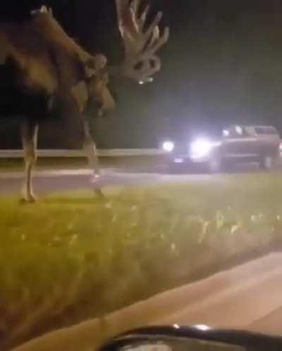 I had no idea moose could be this big, maybe the size of a horse or a deer but this...