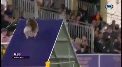 Most talented pomeranian