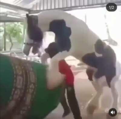 “You boutta get fucked by a horse-!”