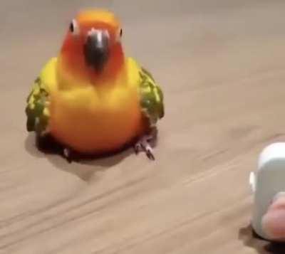 The Dance of Mystery happened.