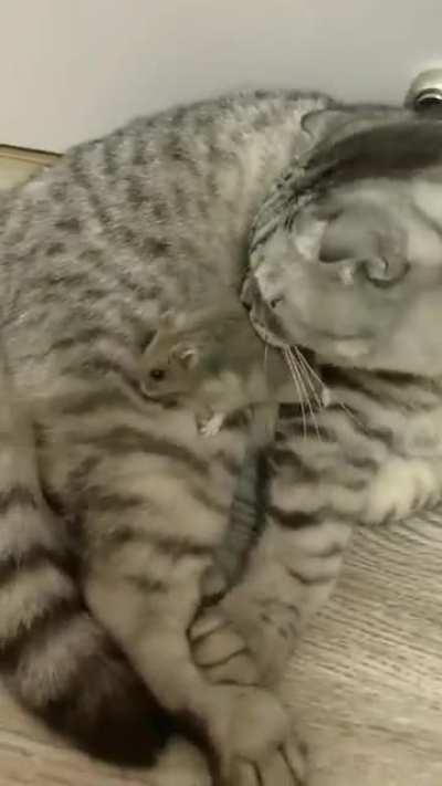 Mouse falls on cat