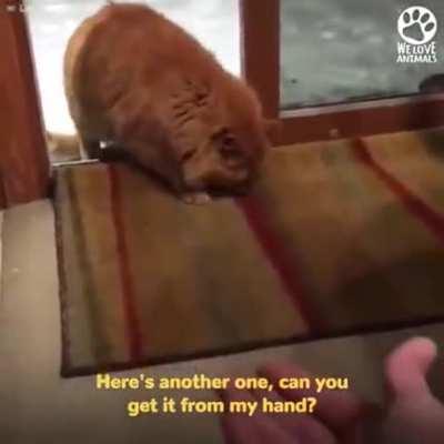 How to adopt a human.