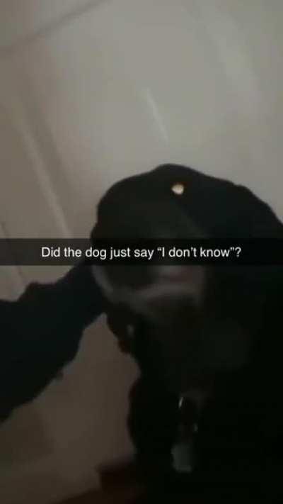 Dog forgot to act like a dog