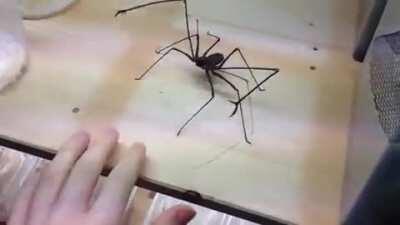 long legs handsy nope nope