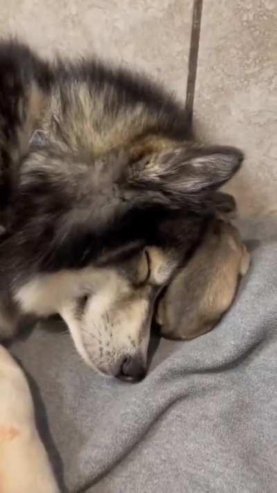 Husky mom adores her puppy..