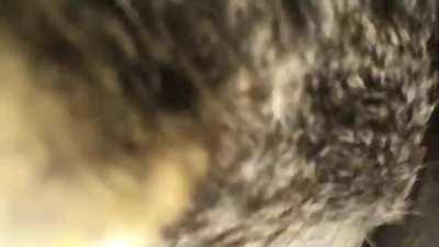 Raccoon finds a Robin nest and immediately digs in. Make sure your volume is on.