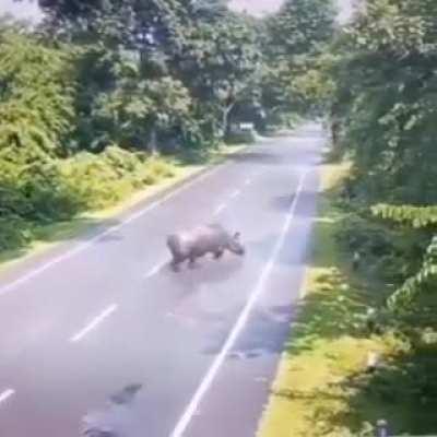 Absolute Unit Of Rhino Thought He Could Take Out This Truck But He Was No Match