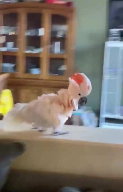 Cockatoo has a secret plan 