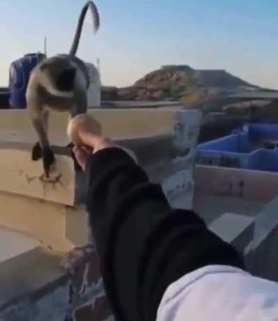 Deceived Monke = Angry Monke