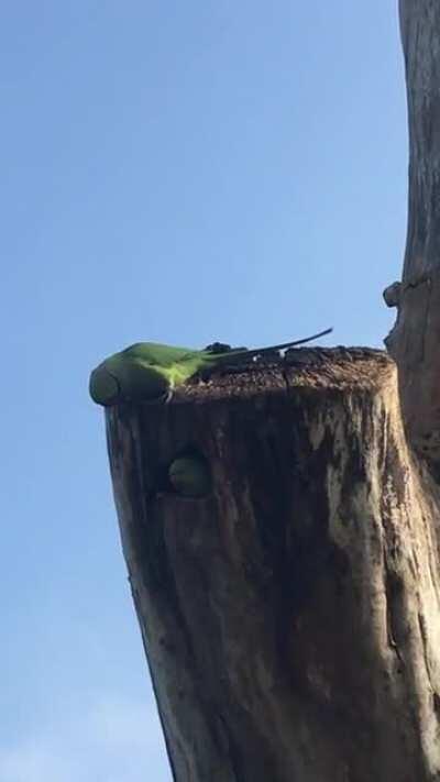 Saw these little guys on my walk today! 🦜