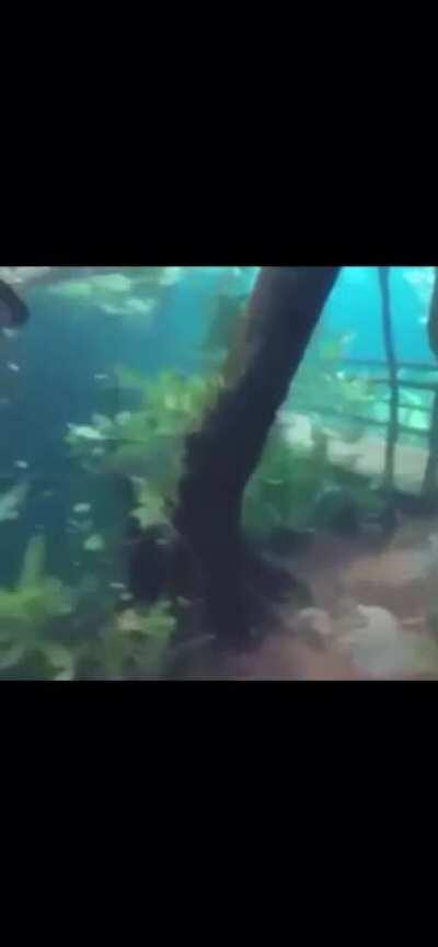 Flooded forest. Check out the submerged bridge!