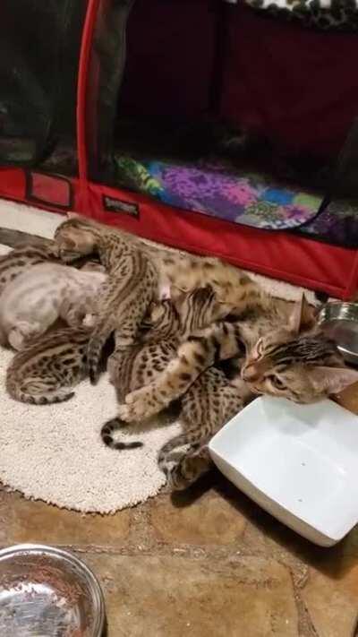 Itsy bitsy criminals stealing some milk