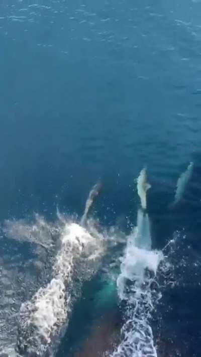 Seafarers onboard a container vessel spot a pod of dolphins