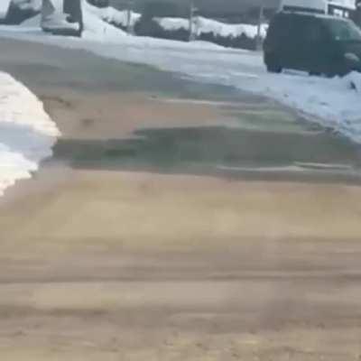 Doggo gets his little cat bro off the road
