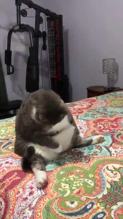 Jackalford gets an a A for effort